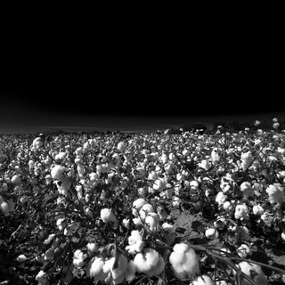 New Cotton Field