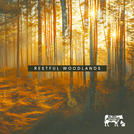 Morning Forest | Boomplay Music