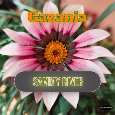 Gazania