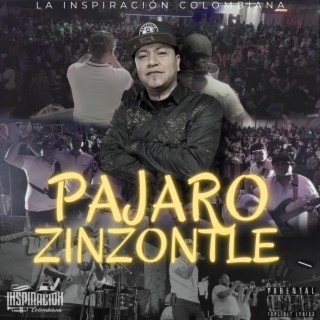 PAJARO ZINZONTLE