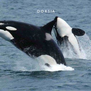 ORCA.DORSIA