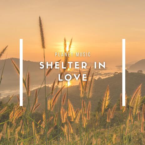 Shelter in Love | Boomplay Music