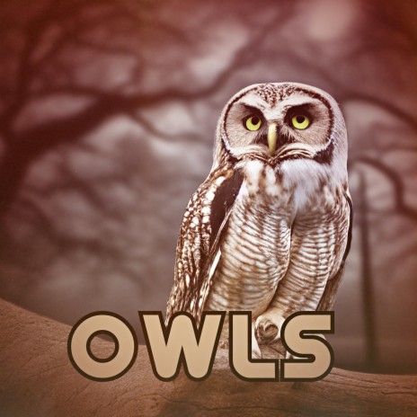 Owls (Instrumental) | Boomplay Music