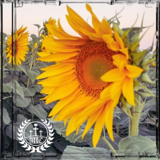 Girasol