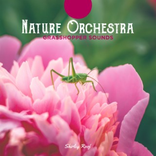 Nature Orchestra: Grasshopper Sounds, Close to Nature Every Night, Serenity Nature Sounds to Sleep Great Tonight