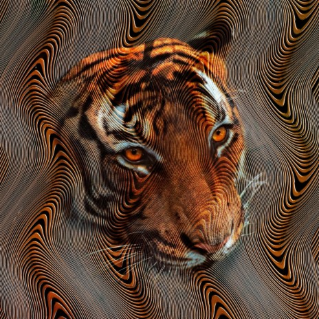 Jack The Tiger