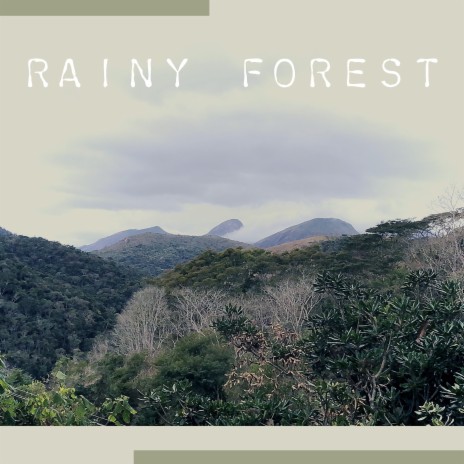 Rainy Forest | Boomplay Music