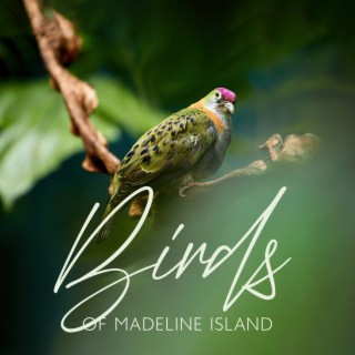 Birds of Madeline Island