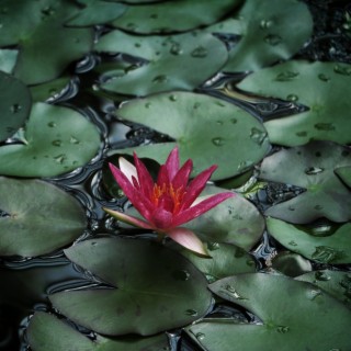 Lily Pad (Waltz)