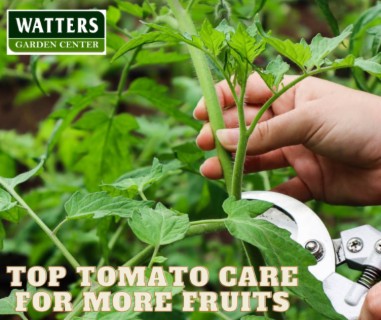 Top Tomato Care for More Fruit