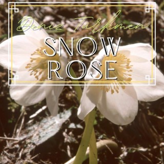 Snow Rose