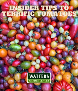 Insider Tips to Growing Terrific Tomatoes