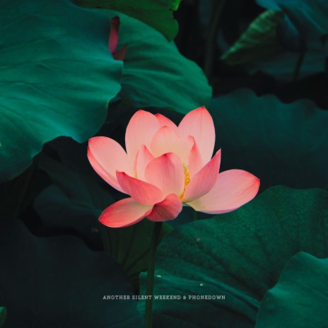 Lily Pad ft. another silent weekend | Boomplay Music