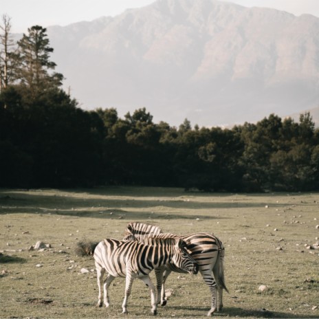 Even In the Wild | Boomplay Music