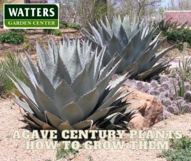 Agave Century Plants and How to Grow Them