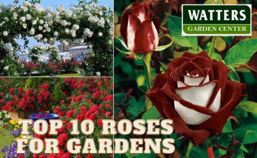 Top 10 Roses for Mountain Gardens