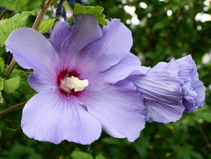 Top 10 Summer Plants with Really Big Flowers