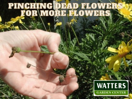 Secret to Pinching Dead Flowers from Plants for More Flowers