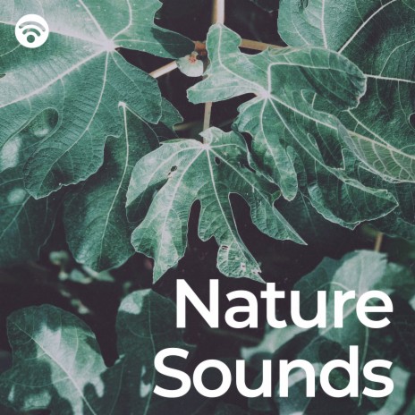 Eternal Starlit Tranquility ft. Forest Sounds & Bird Sounds | Boomplay Music