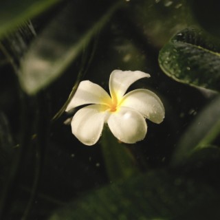 Plumeria