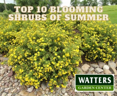 Top 10 Bright Blooming Shrubs of Summer