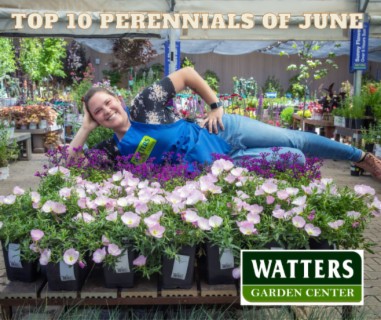 Top 10 Perennials of the Season are Planted in June