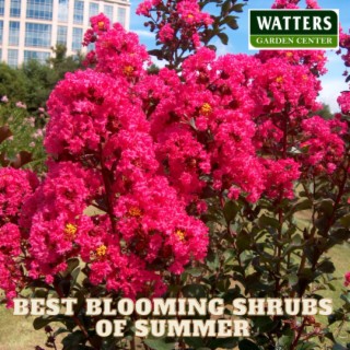 Best Blooming Shrubs of Summer for Mountain Landscapes