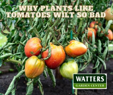 Why Plants like Tomatoes Wilt so Bad