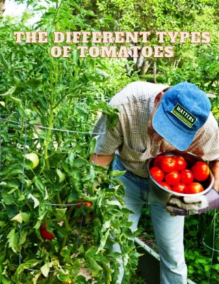 The Different types of Tomatoes