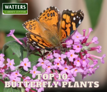 Butterfly Plants that Attract more Hummingbirds to the Yard
