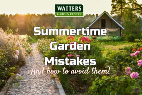 Avoid These Garden Blunders at All Costs