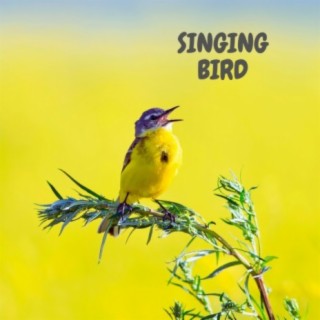 Singing Bird