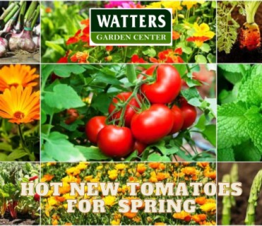 Hot New Tomatoes for the Spring Gardens