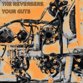 Your Guts