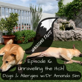 Dogs & Allergies: Unravelling the Itch! with Dr Amanda Sim