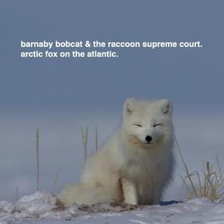 Arctic Fox on the Atlantic