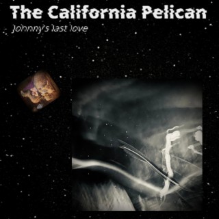 The California Pelican