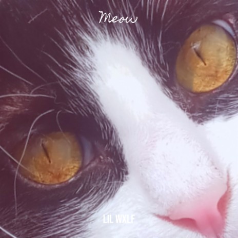 Meow | Boomplay Music