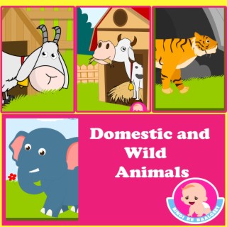 Domestic & Wild Animals