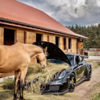 Horse In My Porsche