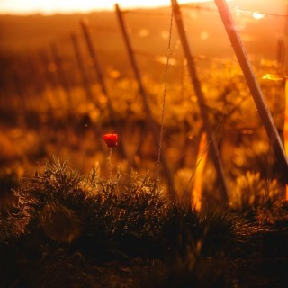 Sunlit Roses