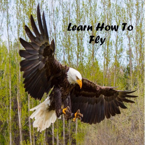 Learn How To Fly | Boomplay Music