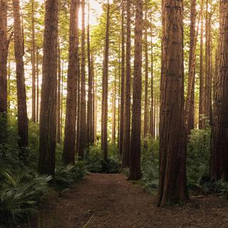 Forest Serenade