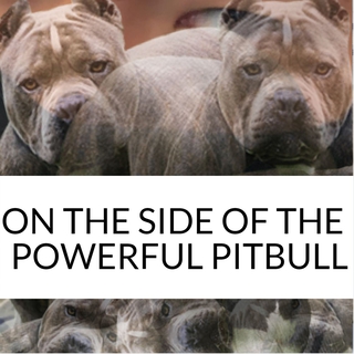 On the Side of the Powerful Pitbull