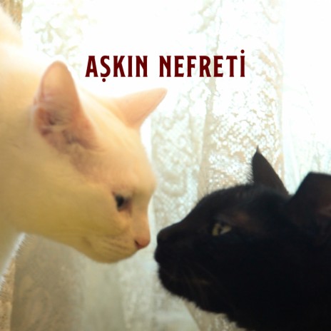 Aşkın Nefreti | Boomplay Music