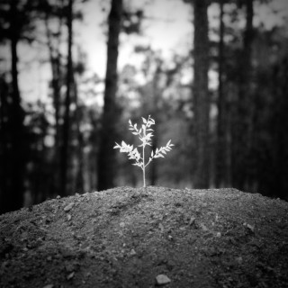 À Bout de Souffle