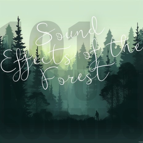 Dreams in the Forest