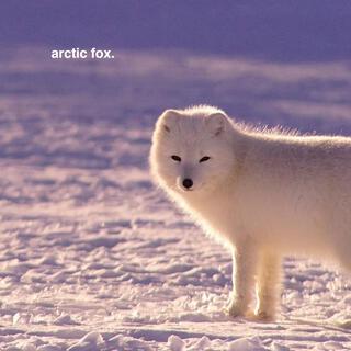 Arctic Fox