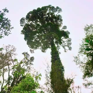 Mother Tree