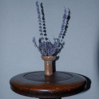 Lavendel